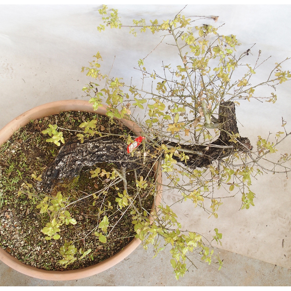 Freilandbonsai Quercus Cerris - Eiche Cer