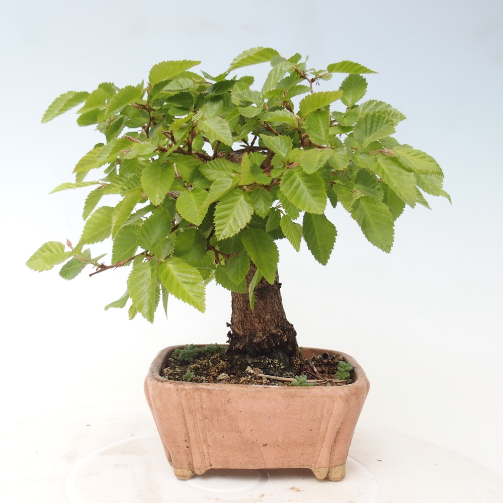 Bonsai für draußen -Carpinus CARPINOIDES - Koreanische Hainbuche