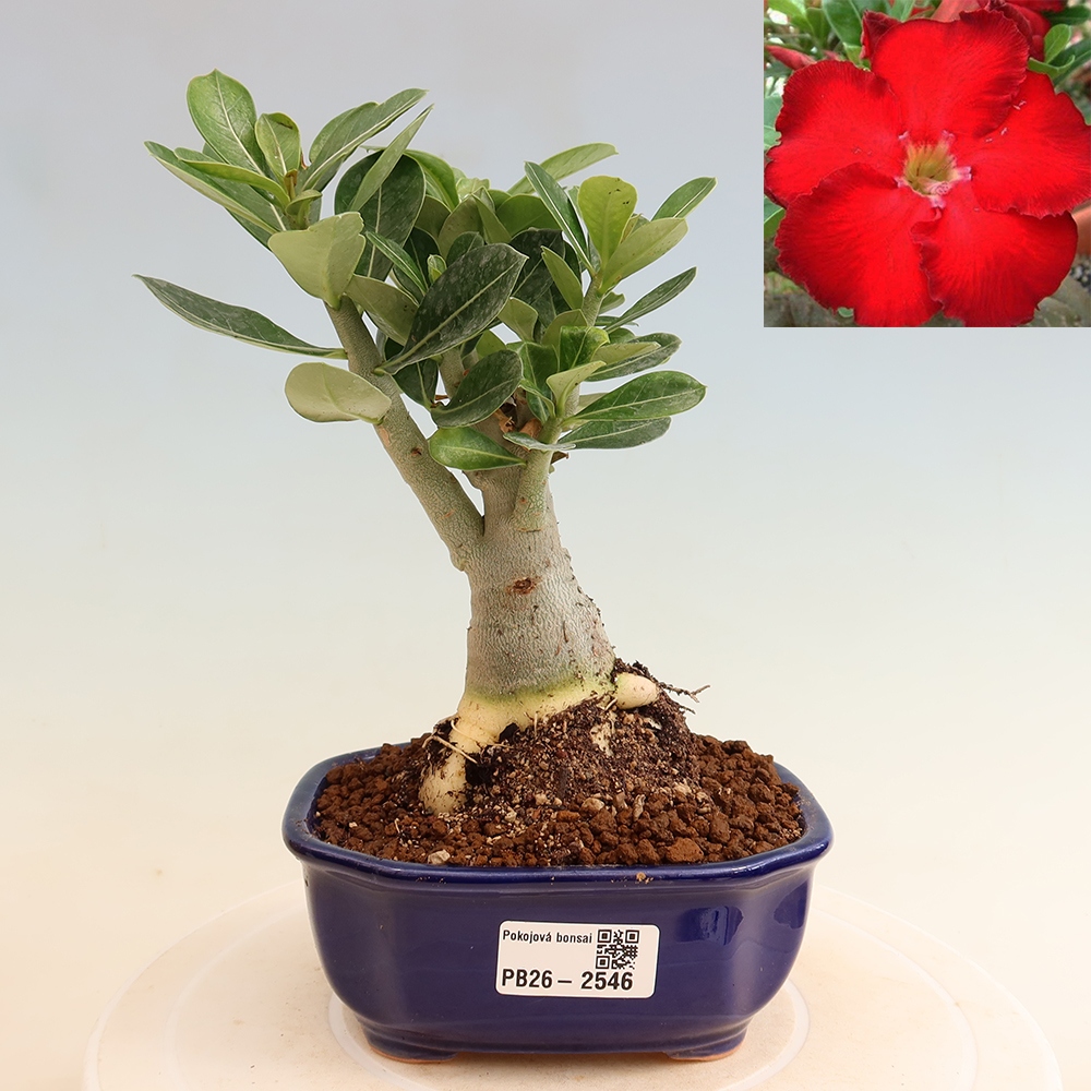 Zimmerbonsai – Adenium obesum „Red Star“ – Wüstenrose