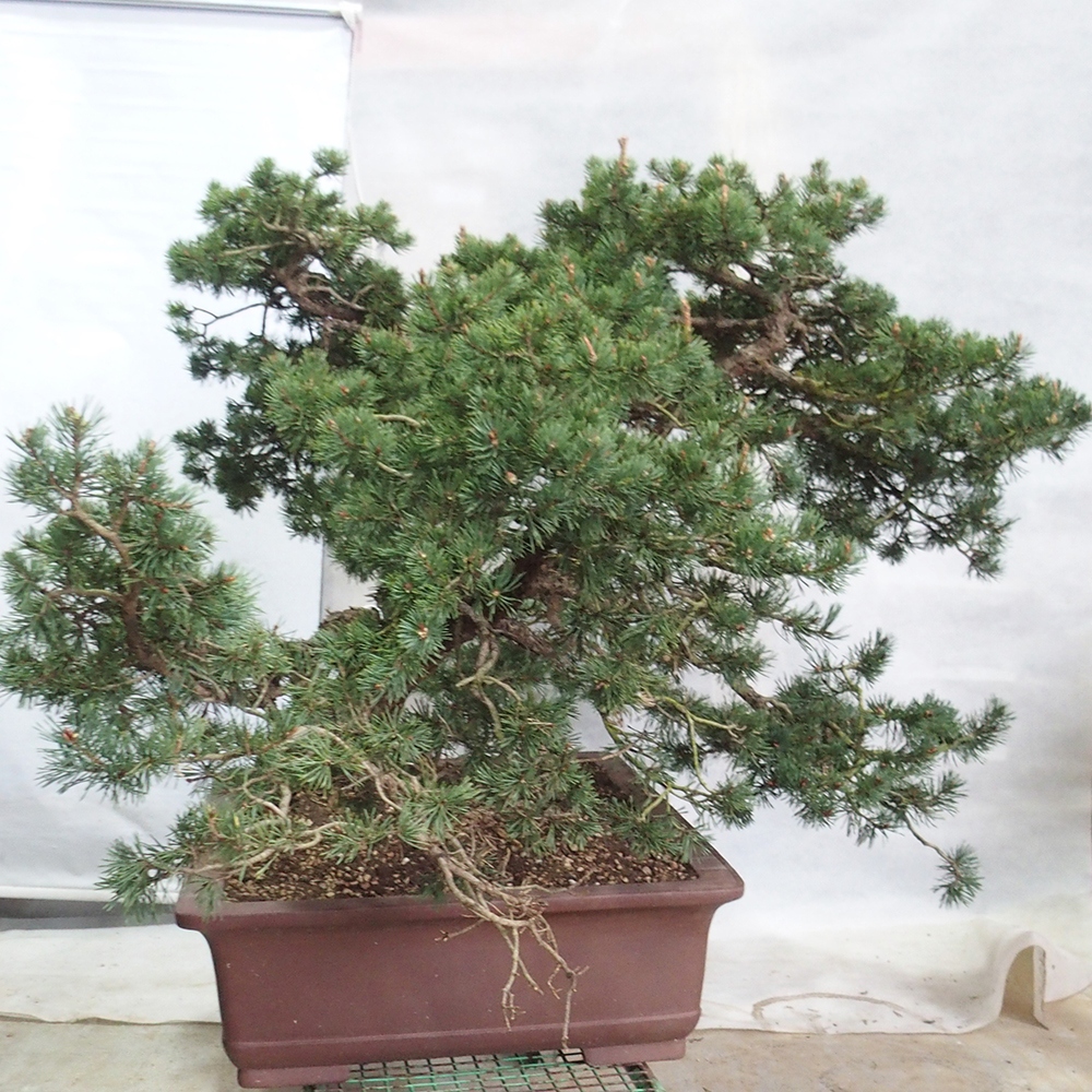 Yamadori - Pinus sylvestris 