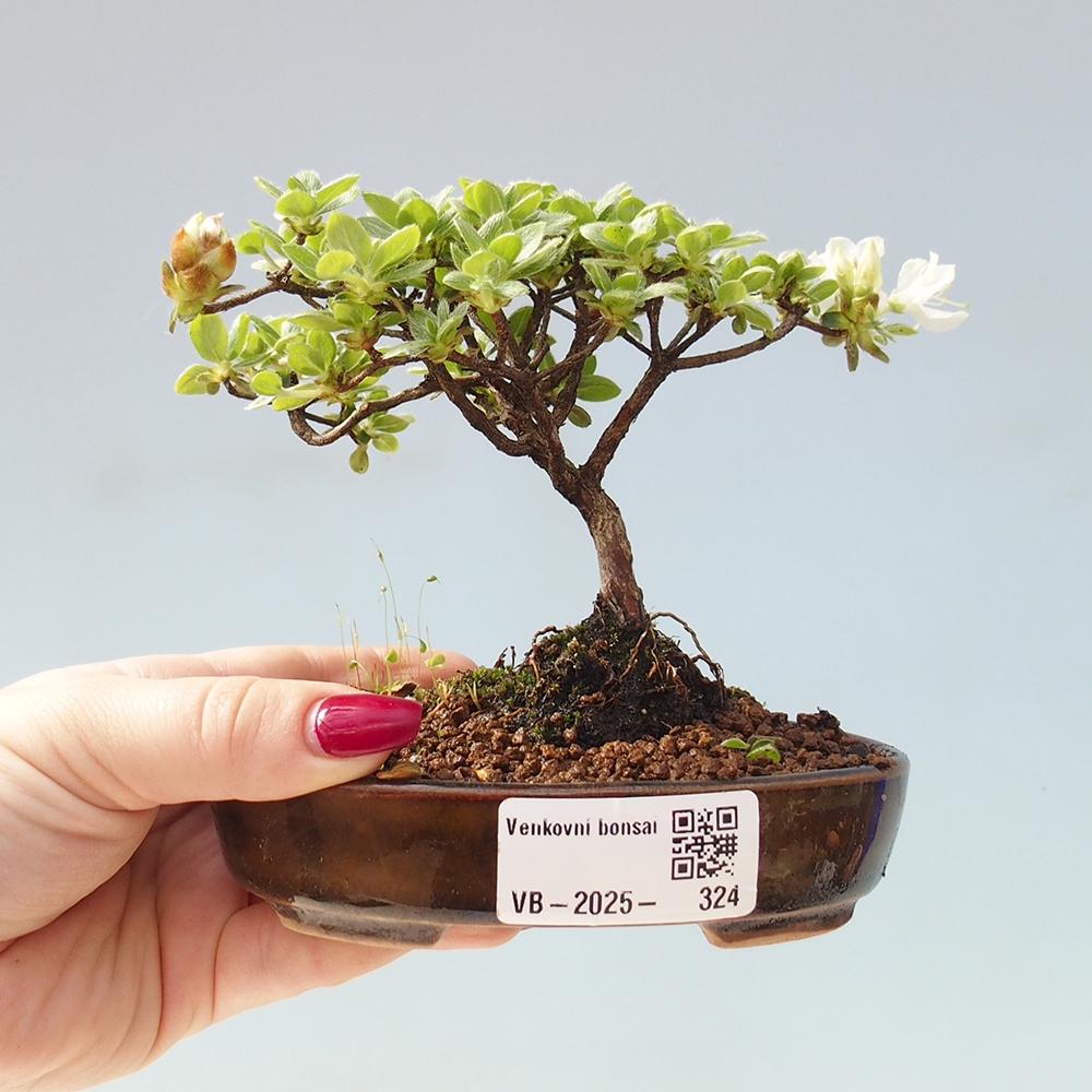 Outdoor-Bonsai - Rododendron indicum - Japanische Azalee