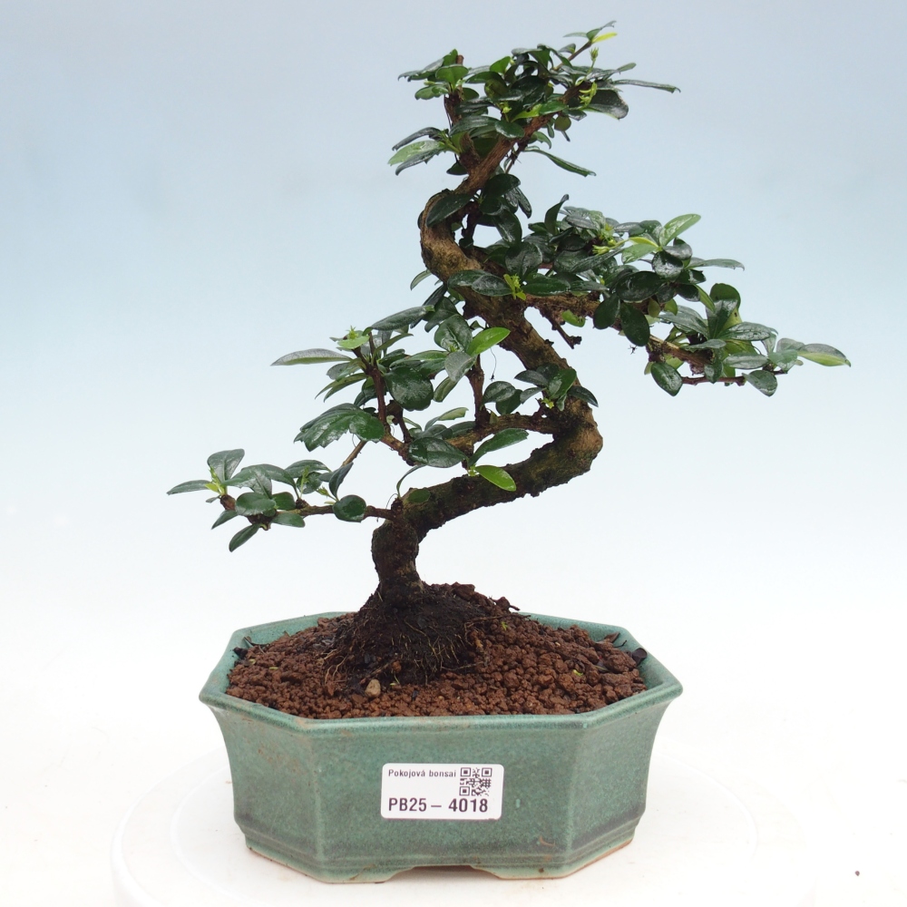 Zimmer-Bonsai - Carmona macrophylla - Tee-Fuki