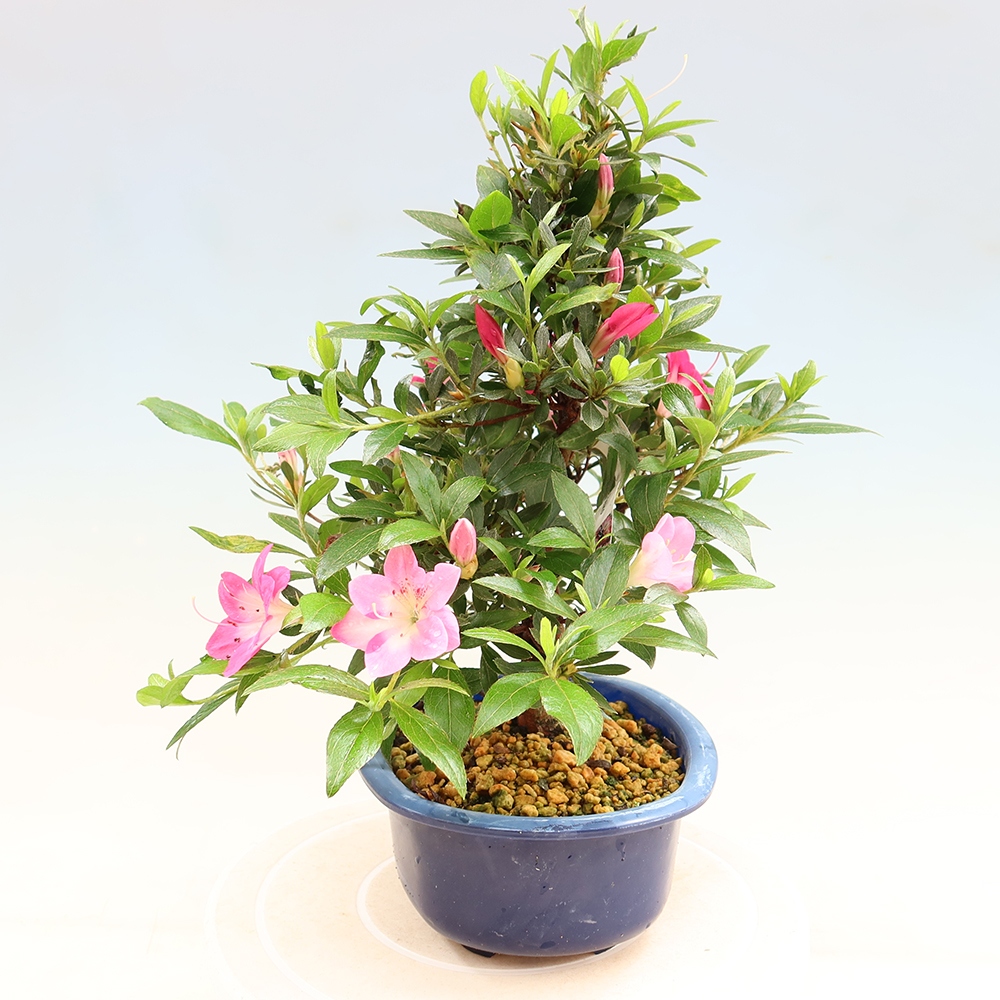 Bonsai für draußen - Japanische Azalee - Azalee Reiko
