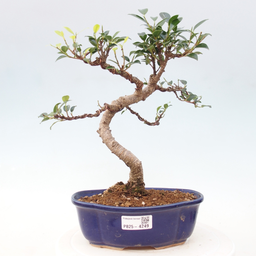 Zimmerbonsai - Ficus retusa - Kleinblättriger Ficus