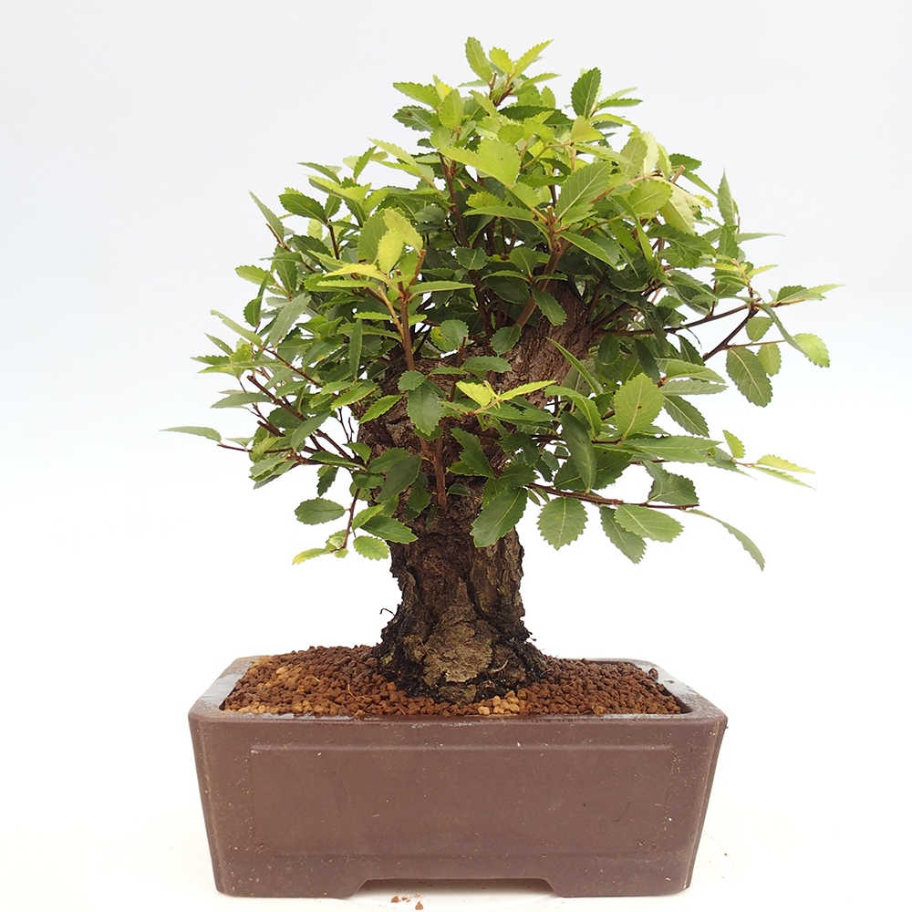 Bonsai im Freien - Zelkova - Zelkova serrata