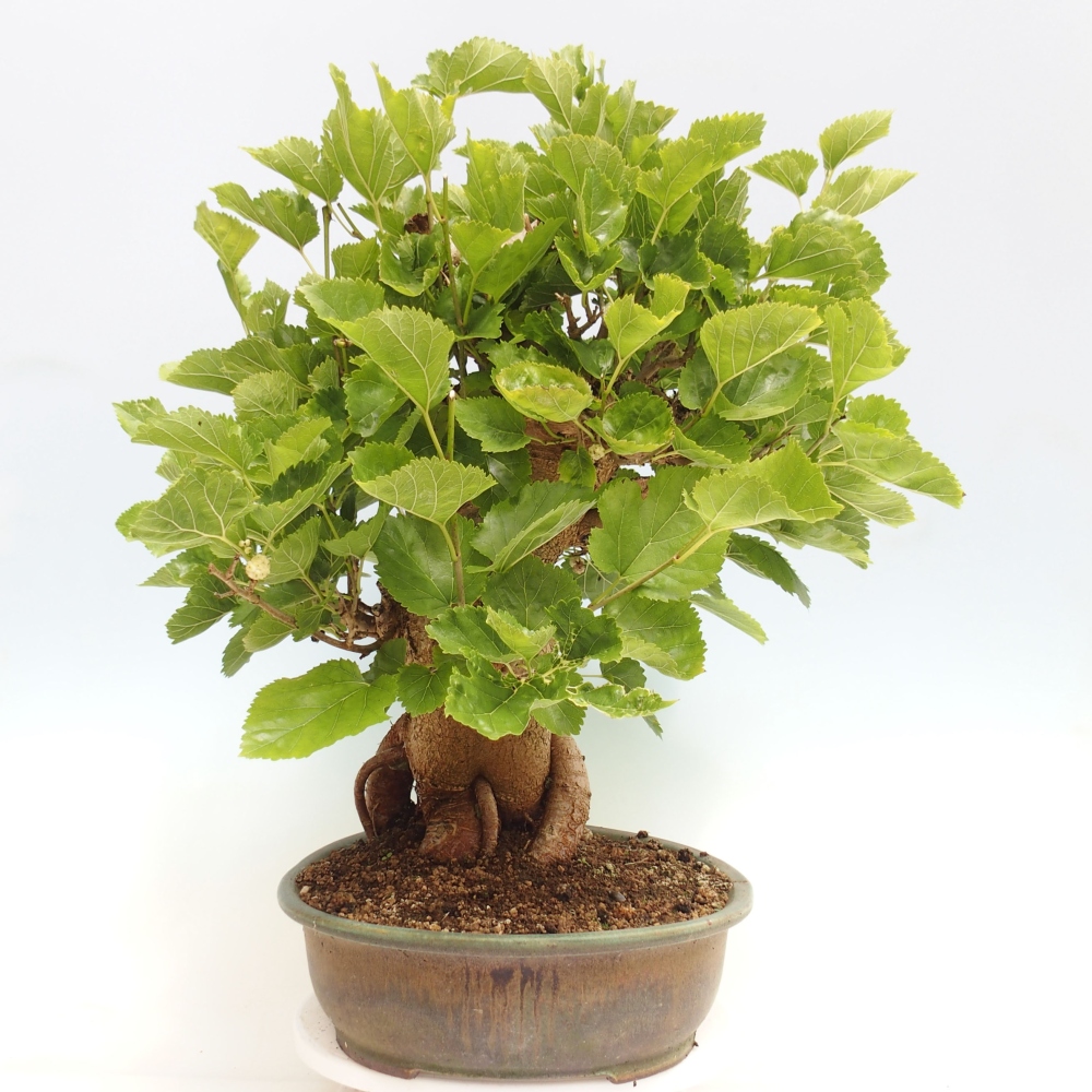 Bonsai im Freien - Morus alba - Maulbeere