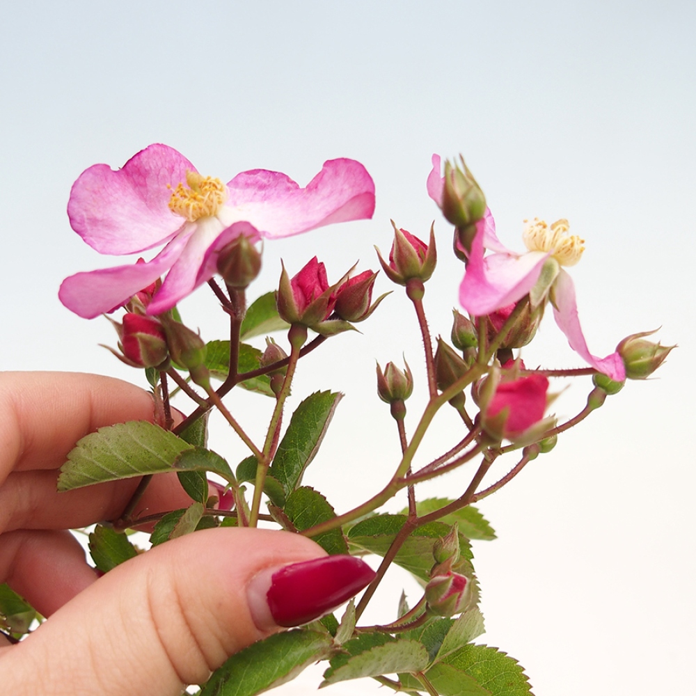Freilandbonsai - Rosa Kordes -  Rose