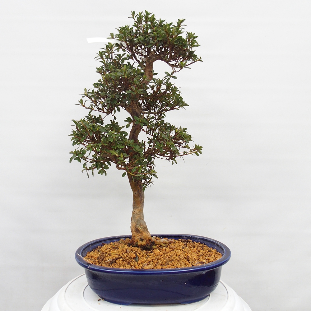 Bonsai für draußen - Japanische Azalee - Azalee Hanatsuzuri
