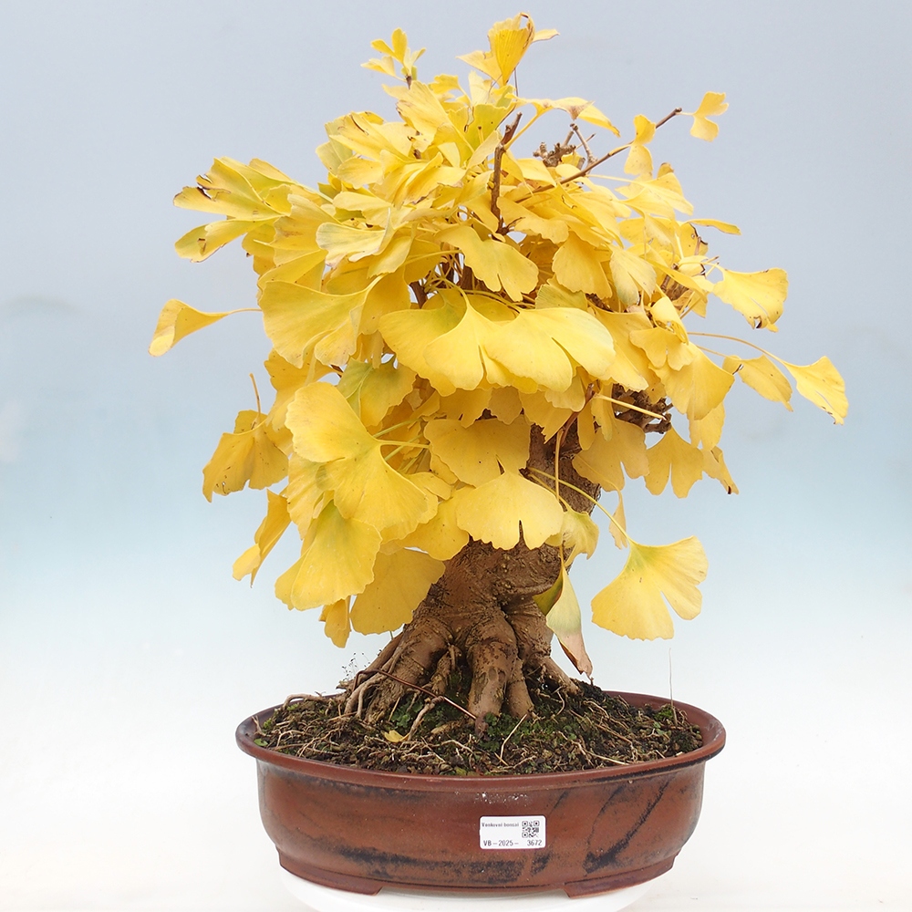 Bonsai im Freien - Jinan biloba - Ginkgo biloba