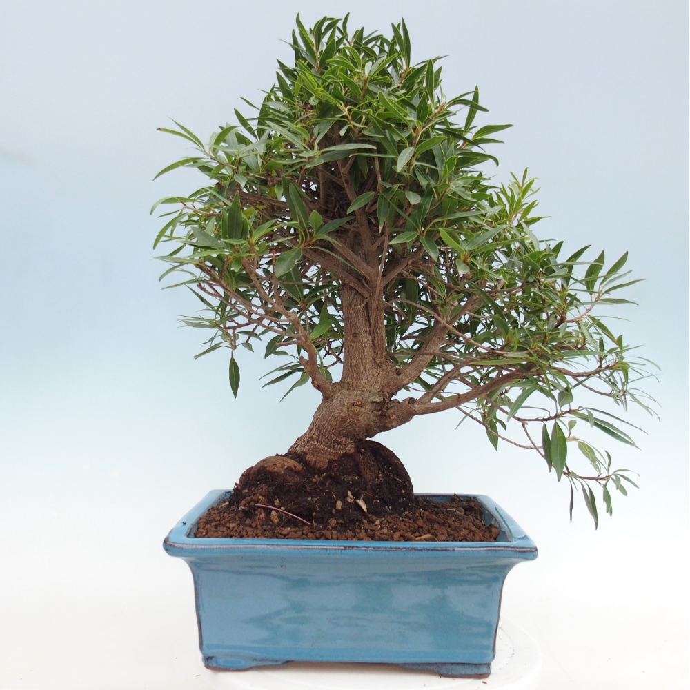 Zimmerbonsai - Ficus nerifolia - Kleinblättriger Ficus
