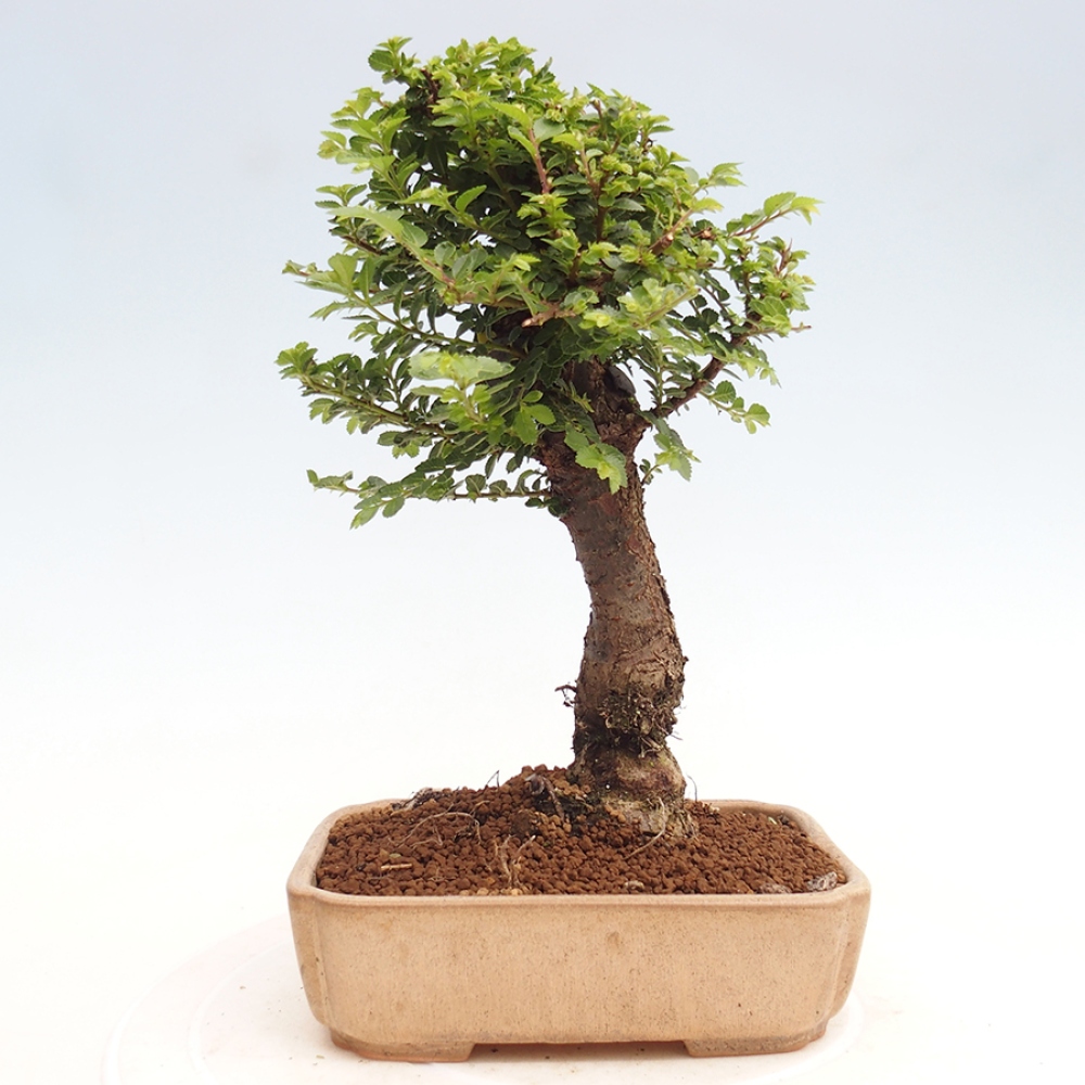 Bonsai im Freien - Ulmus parvifolia Hokkaido - Chinesische Ulme