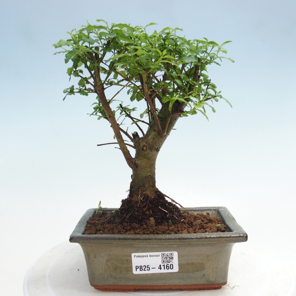 Zimmer Bonsai -Ligustrum chinensis - Vogelschnabel