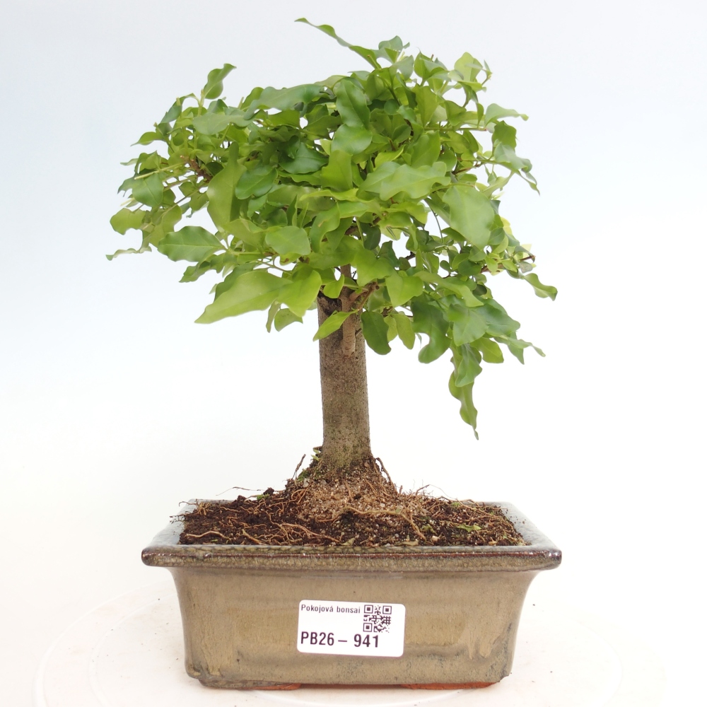 Zimmer Bonsai -Ligustrum chinensis - Vogelschnabel