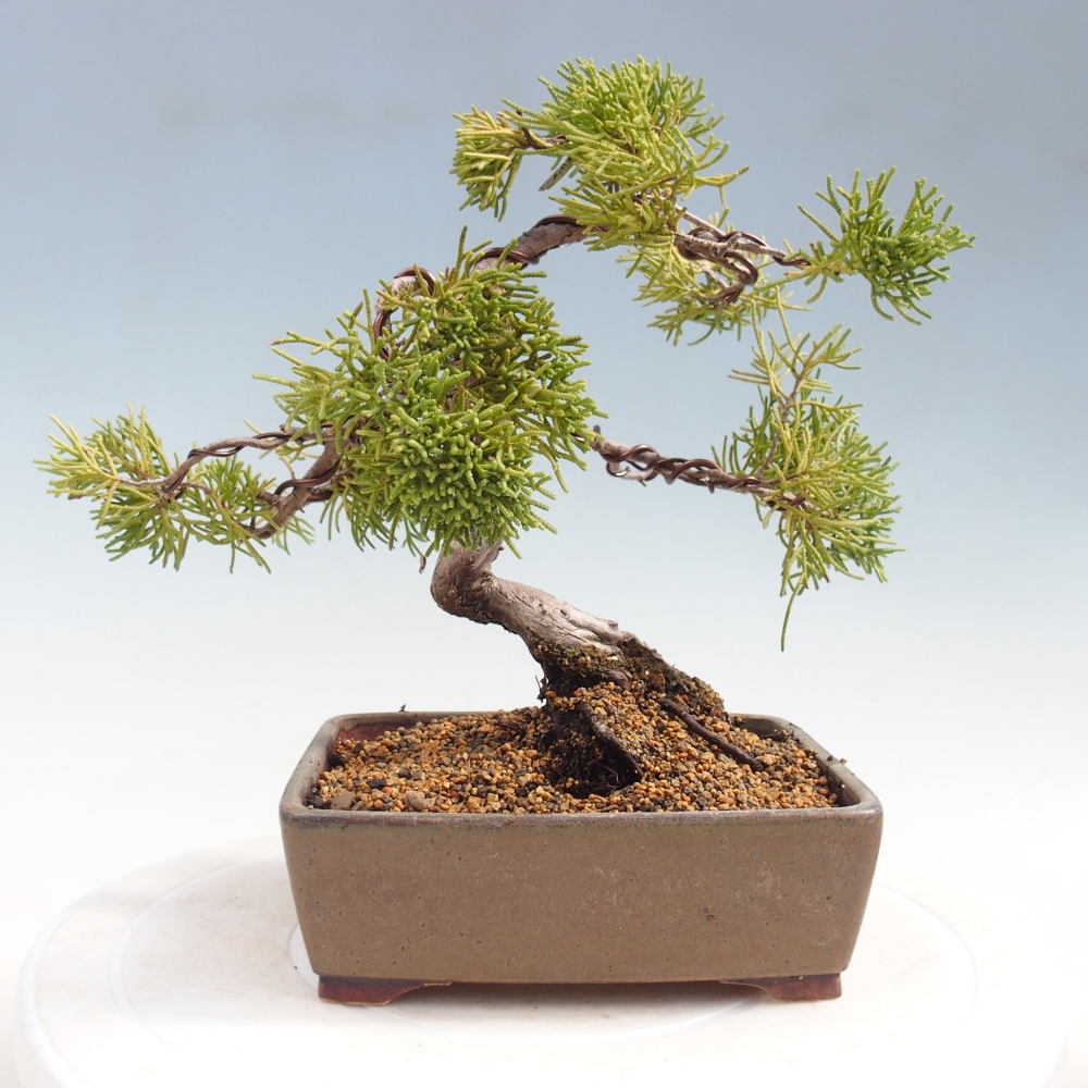Bonsai für draußen - Juniperus chinensis Kishu