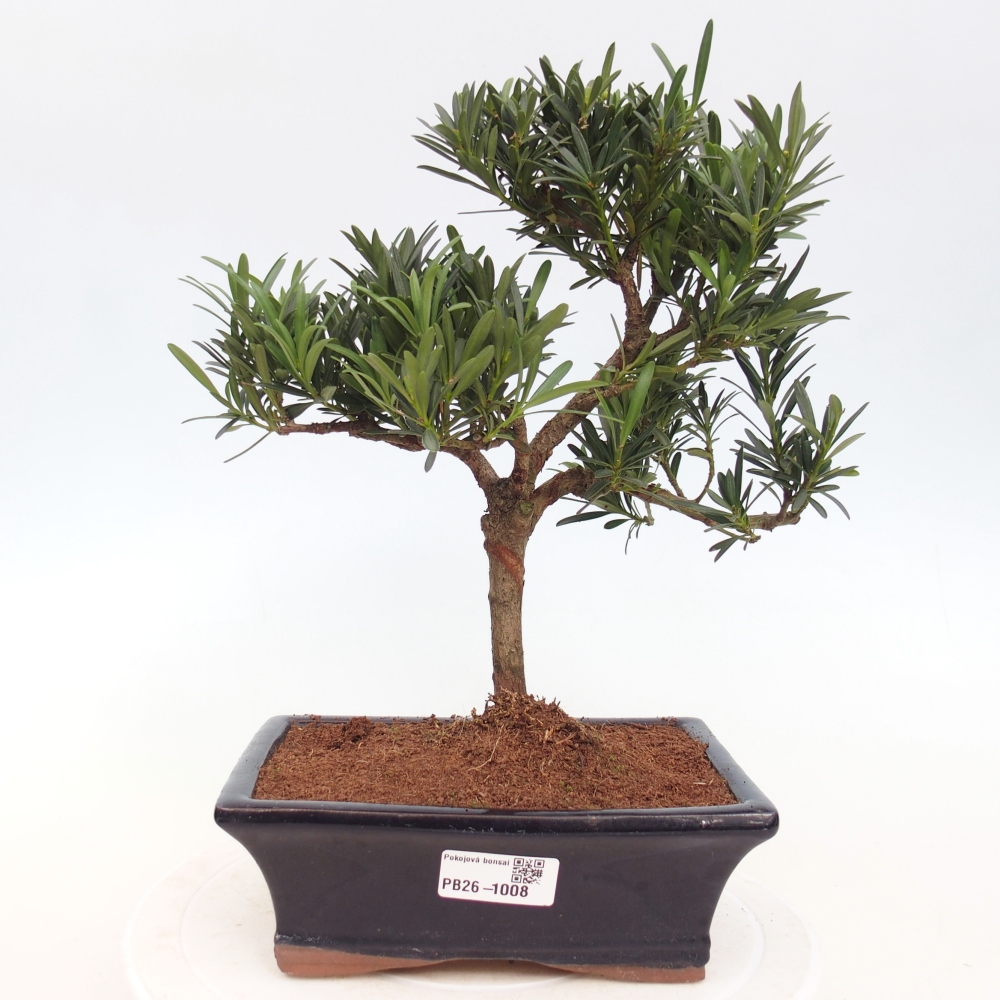 Zimmerbonsai - Podocarpus - Stein-Eibe
