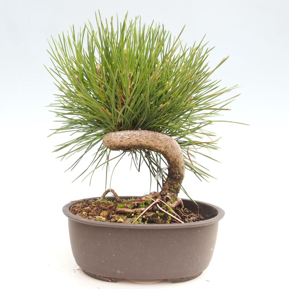 Bonsai im Freien - Pinus thunbergii - Thunbergia-Kiefer