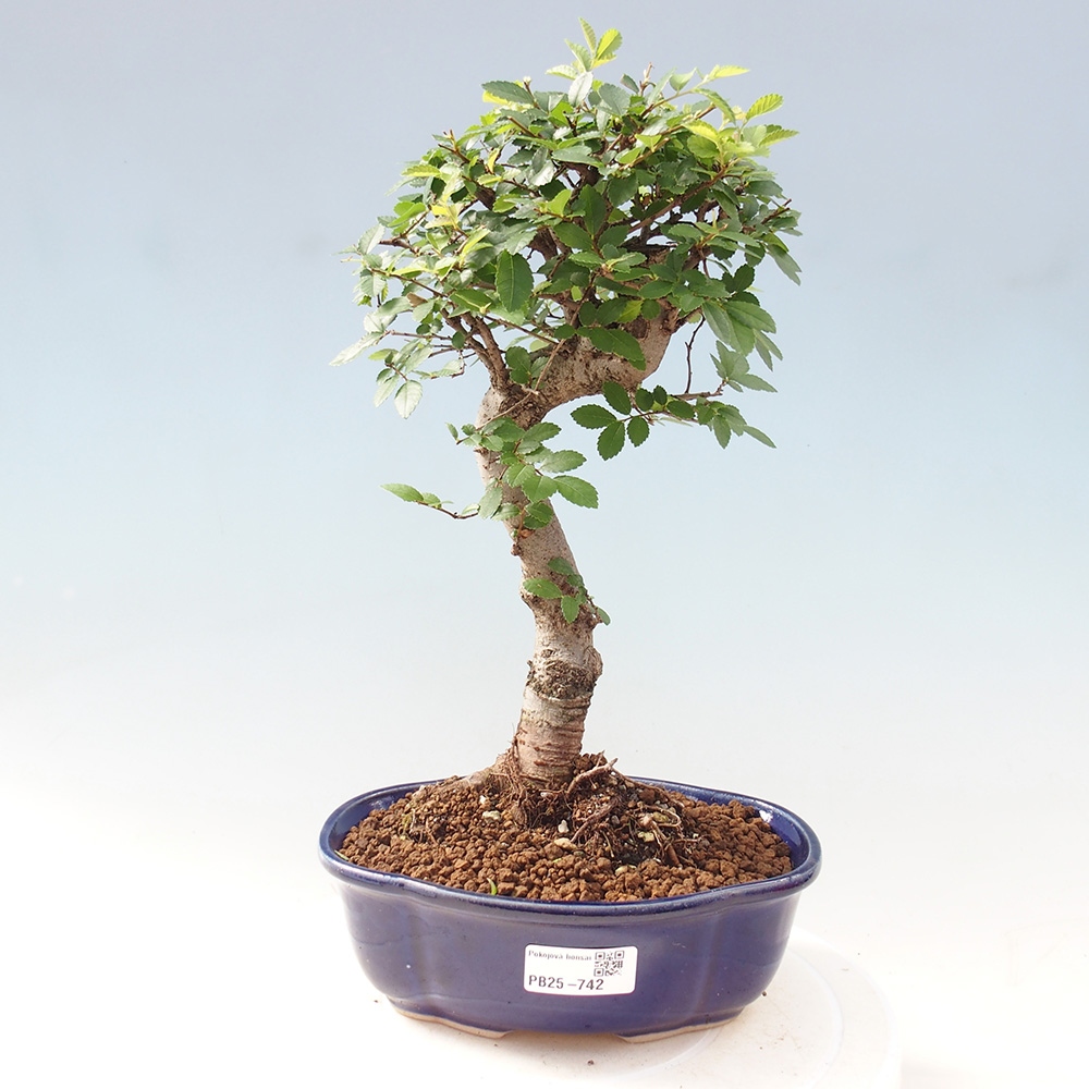 Zimmerbonsai - Ulmus parvifolia - Kleinblättrige Ulme