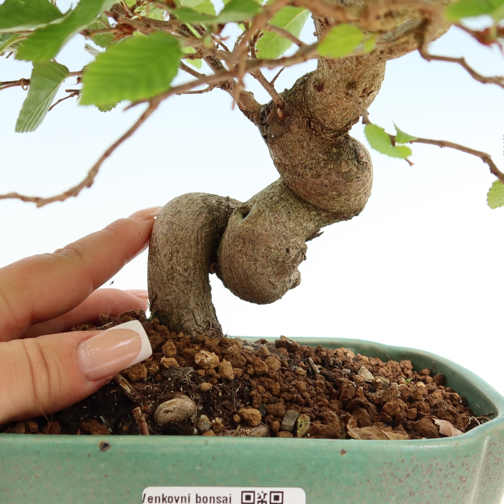 Bonsai für draußen - Karpinus Coreana - Koreanische Hainbuche