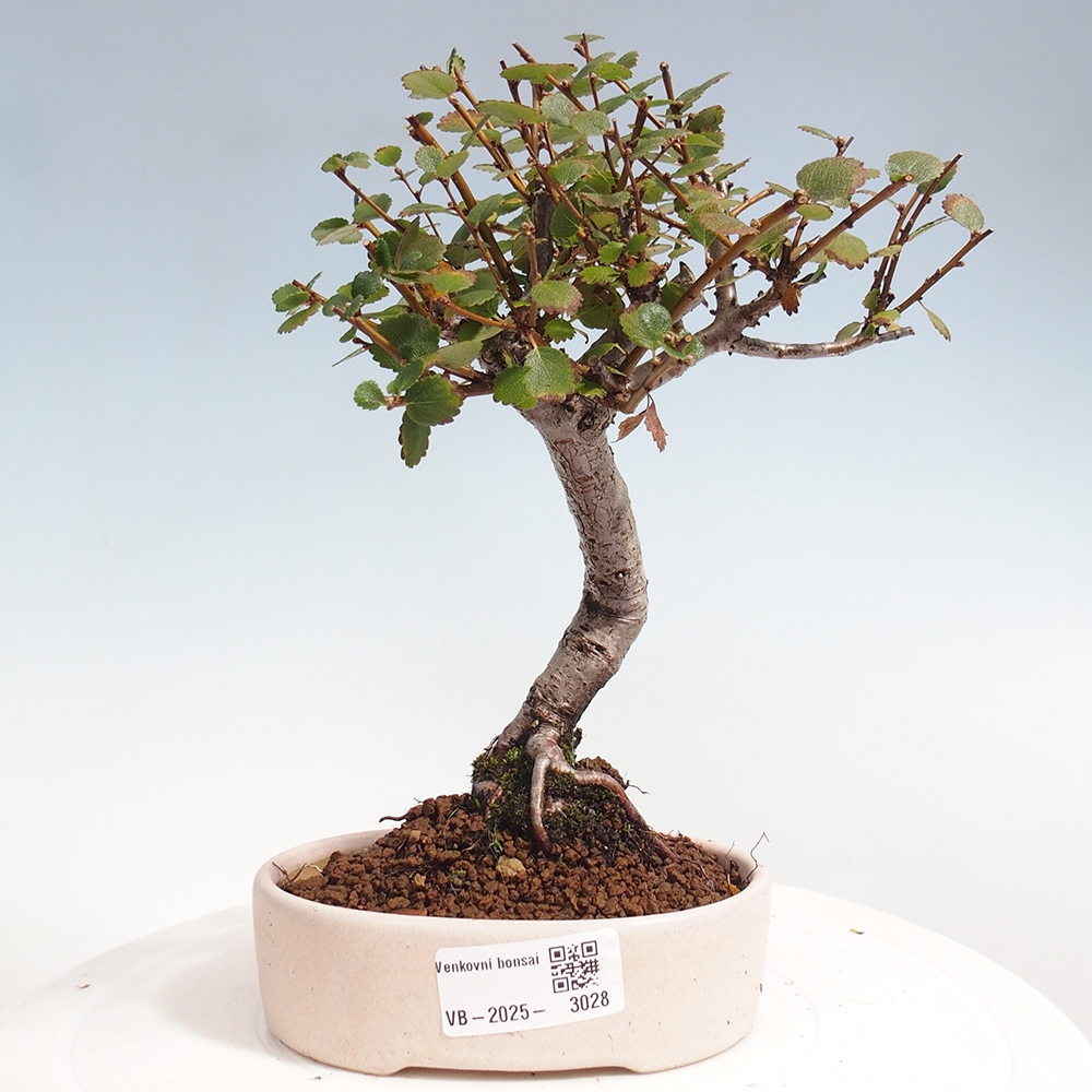 Bonsai im Freien - Zwergbirke - Betula NANA 