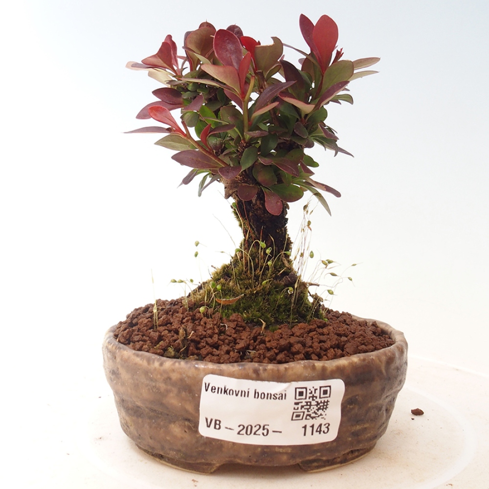 Bonsai im Freien - Berberis thunbergii Kobold - Dřištál Thunberg's