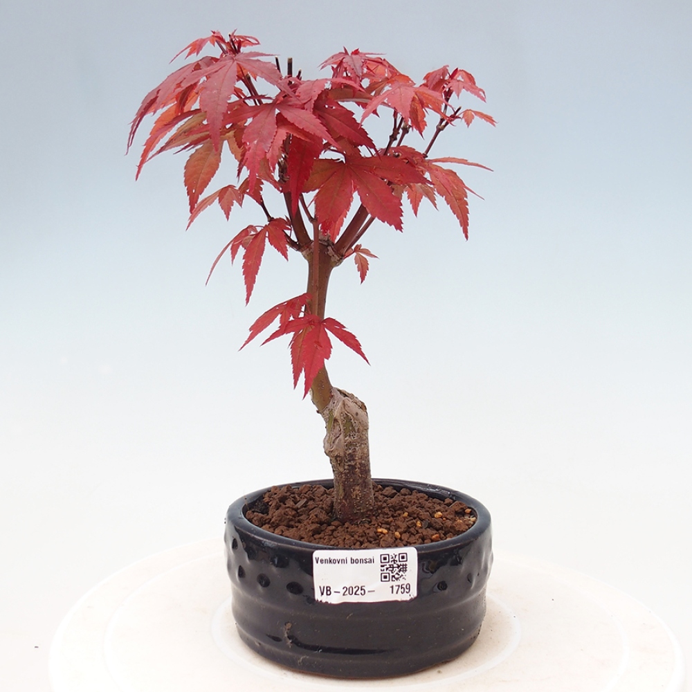 Bonsai im Freien - Acer-Palme. Atropurpureum-Palmenblatt-Ahorn