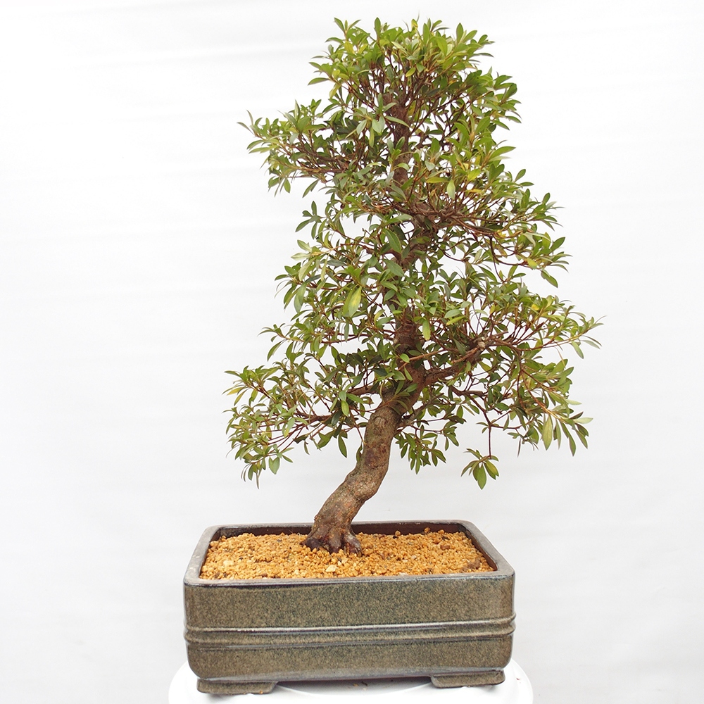 Bonsai für draußen - Japanische Azalee - Azalea satsuki