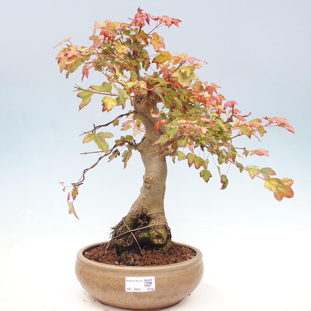 Bonsai im Freien - Ahorn Buergerianum - Burger Maple
