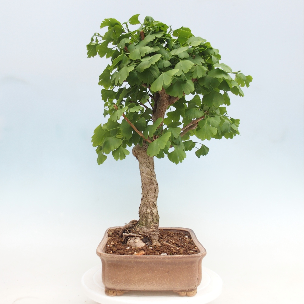Bonsai für draußen - Ginkgo biloba - Ginkgo biloba