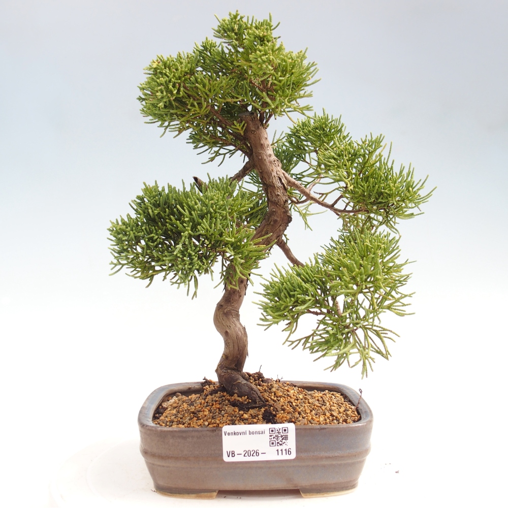 Bonsai für draußen - Juniperus chinensis Kishu