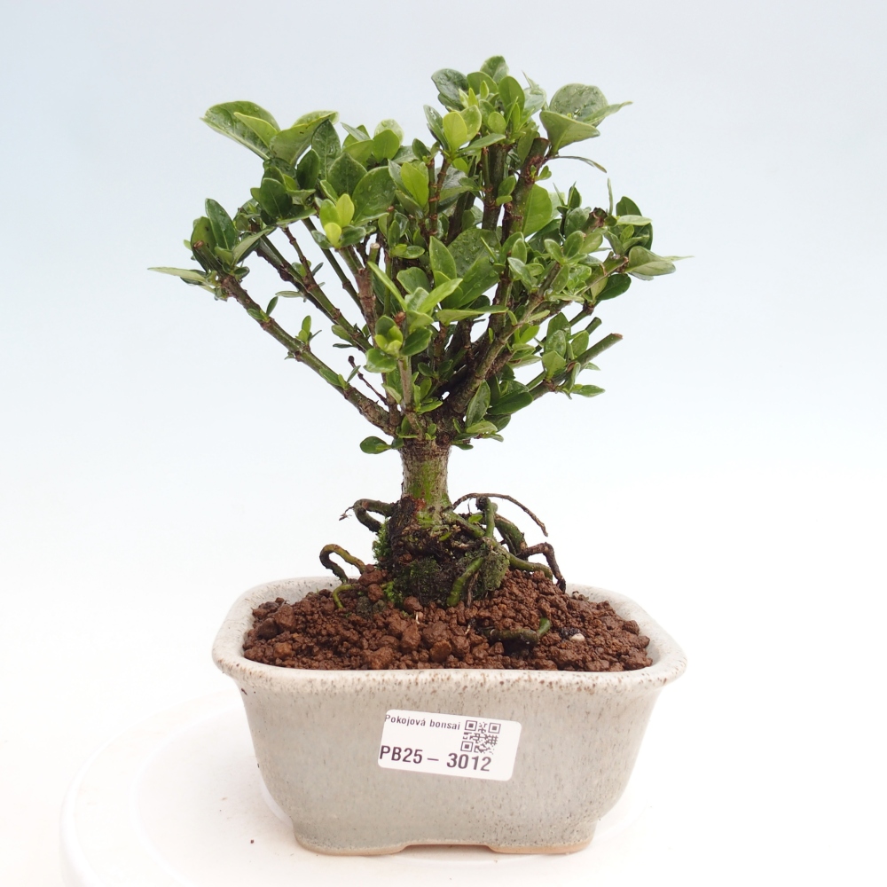 Zimmer bonsai - Gardenia jasminoides-Gardenie