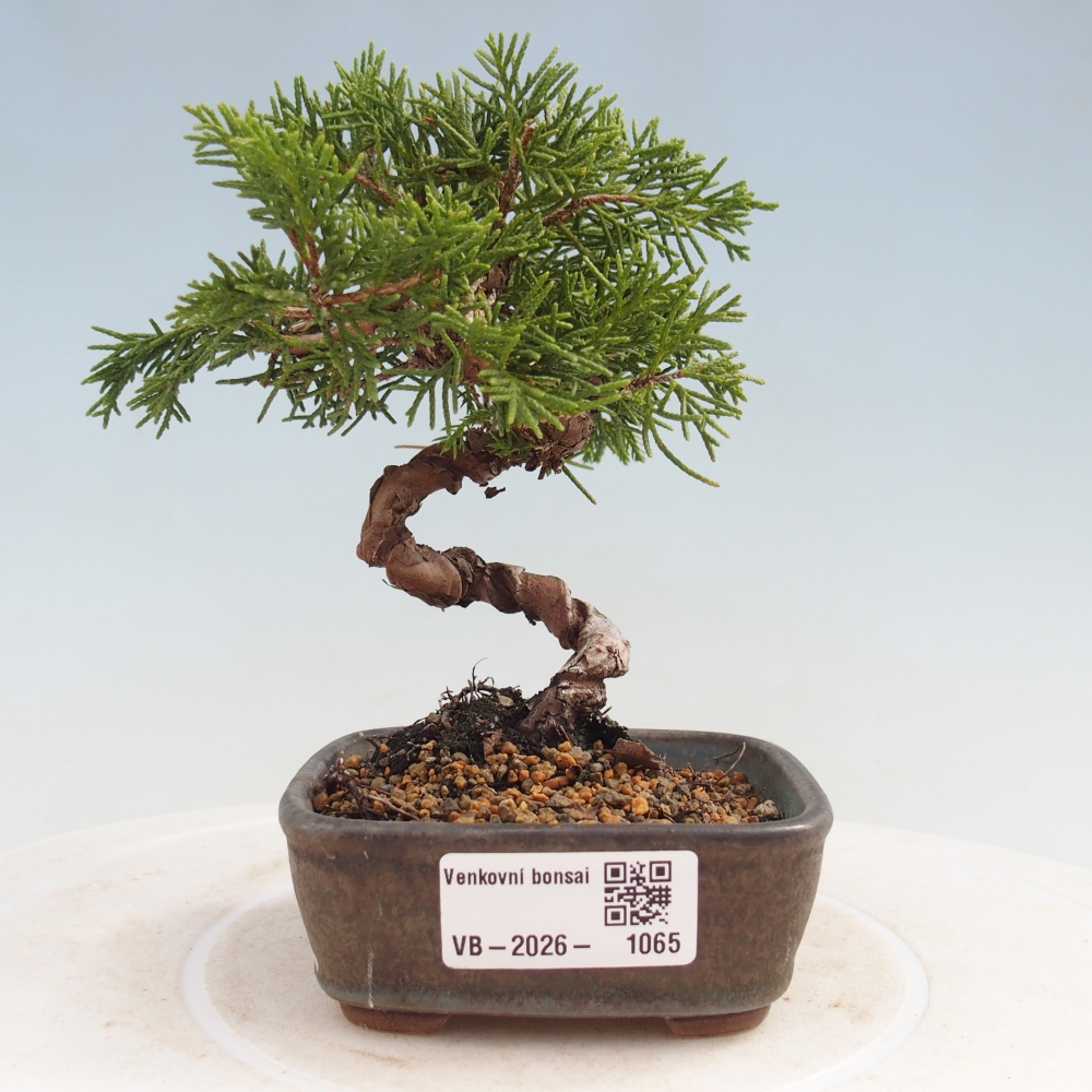 Bonsai für draußen - Juniperus chinensis Kishu