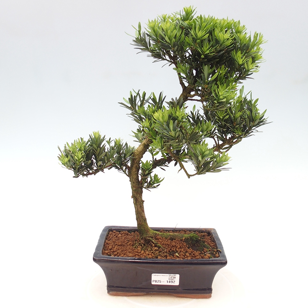 Indoor-Bonsai - Podocarpus - Stein tausend
