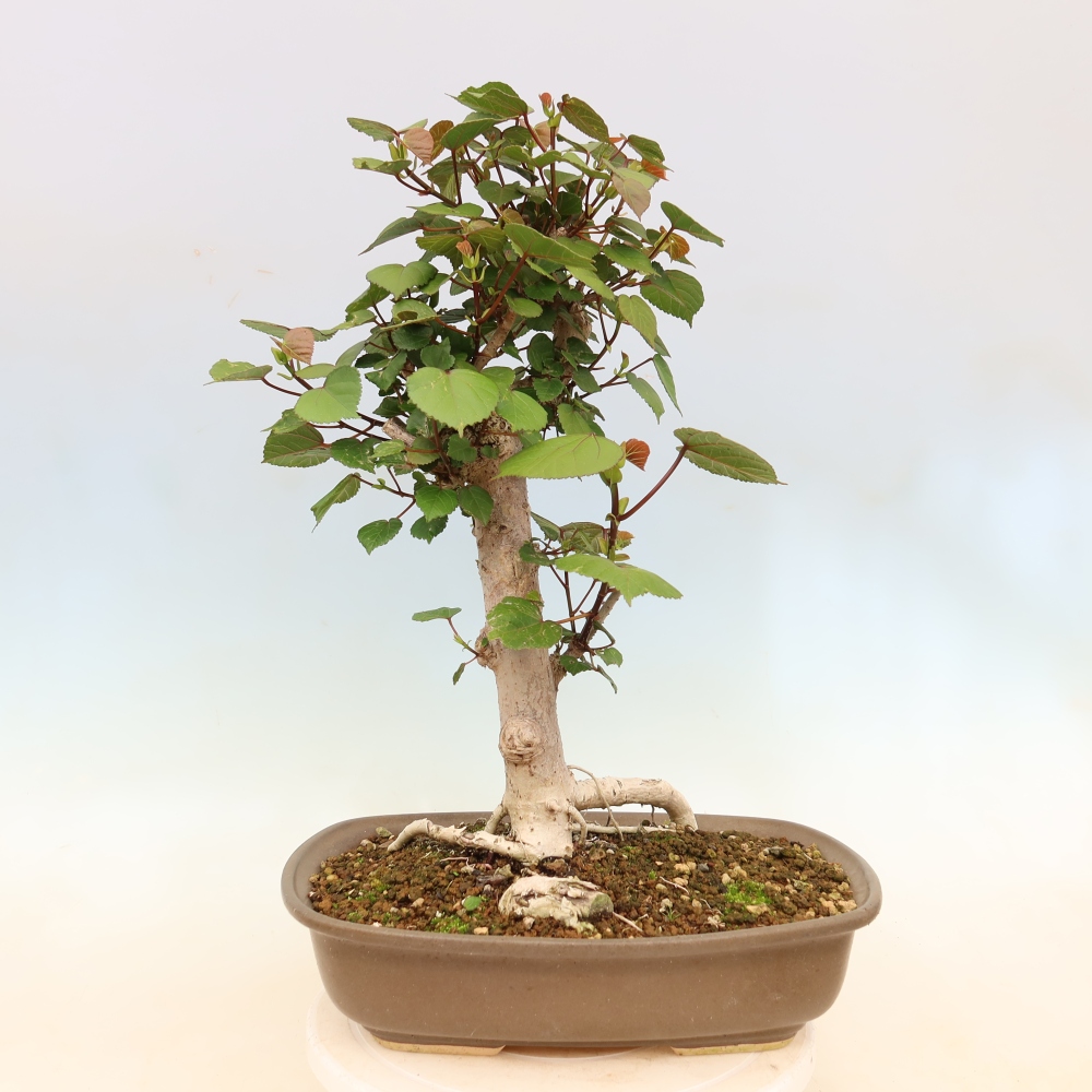 Zimmerbonsai - Hibiscus tiliaceus - Meeres-Hibiskus