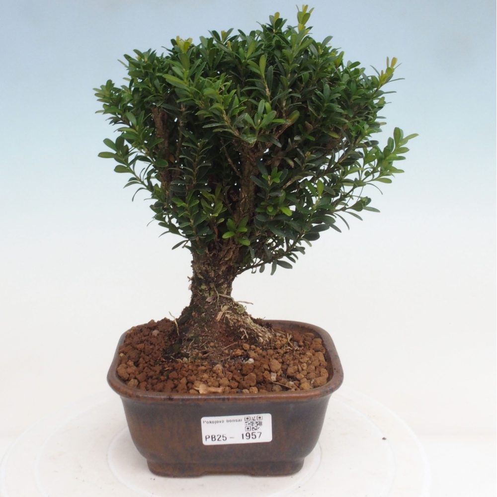 Zimmerbonsai - Buxus harlandii - Korkbuchsbaum