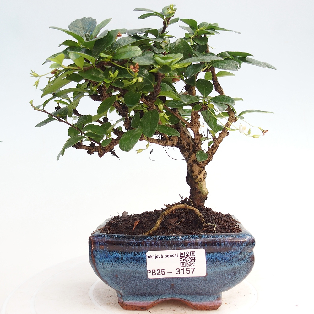 Zimmerbonsai - Carmona Macrophylla - Fuki-Tee