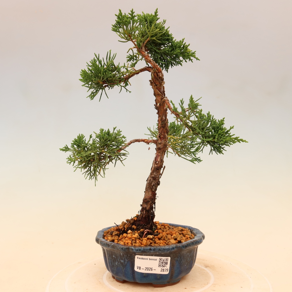 Bonsai für draußen - Juniperus chinensis Kishu