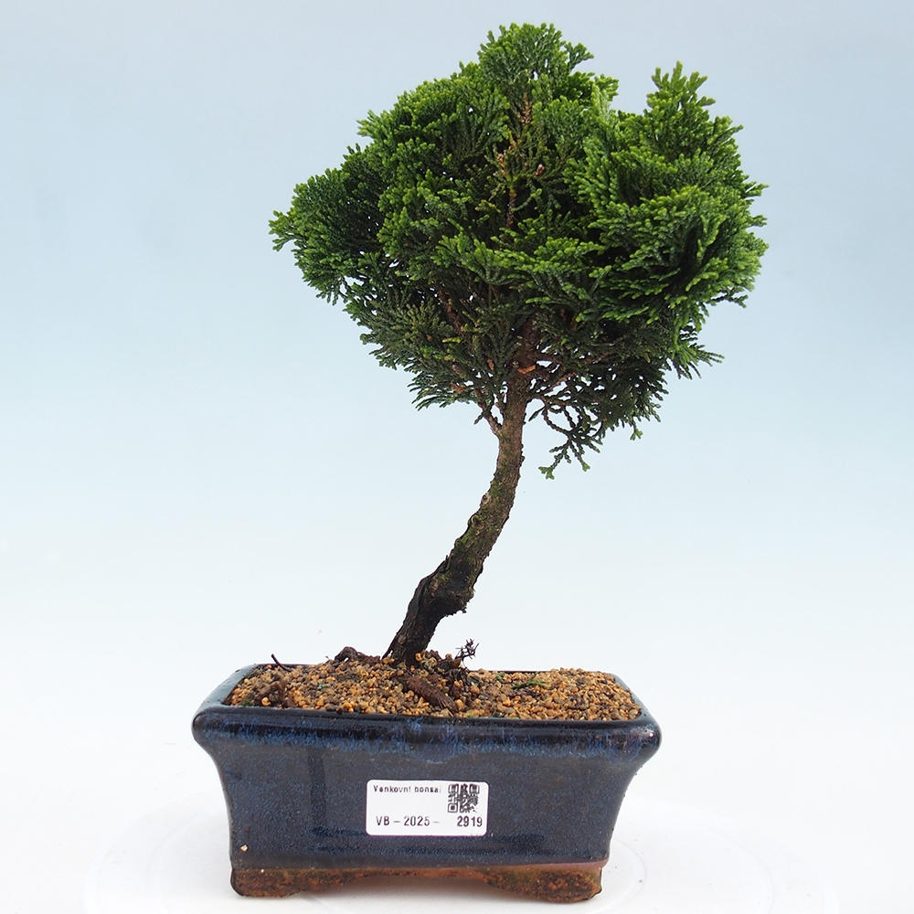 Outdoor-Bonsai - Cham.pis obtusa Nana Gracilis - Zypresse