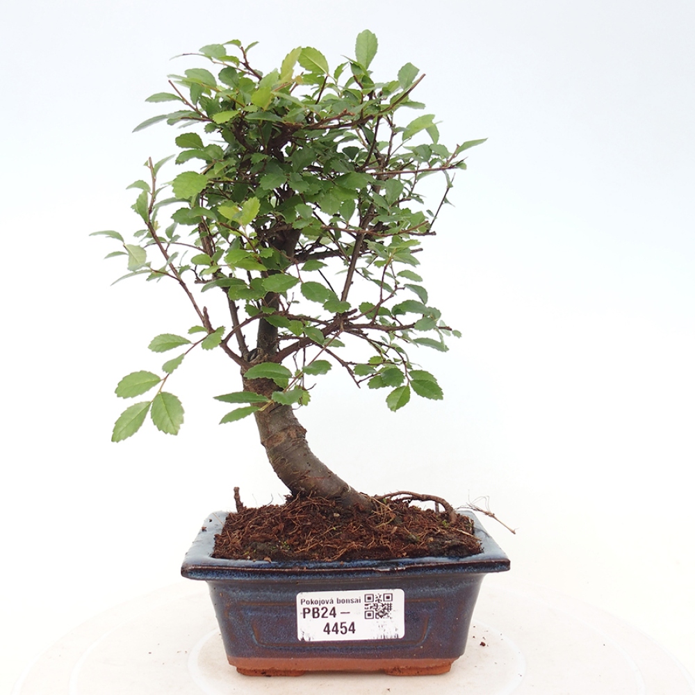 Zimmerbonsai - Ulmus parvifolia - Kleinblättrige Ulme