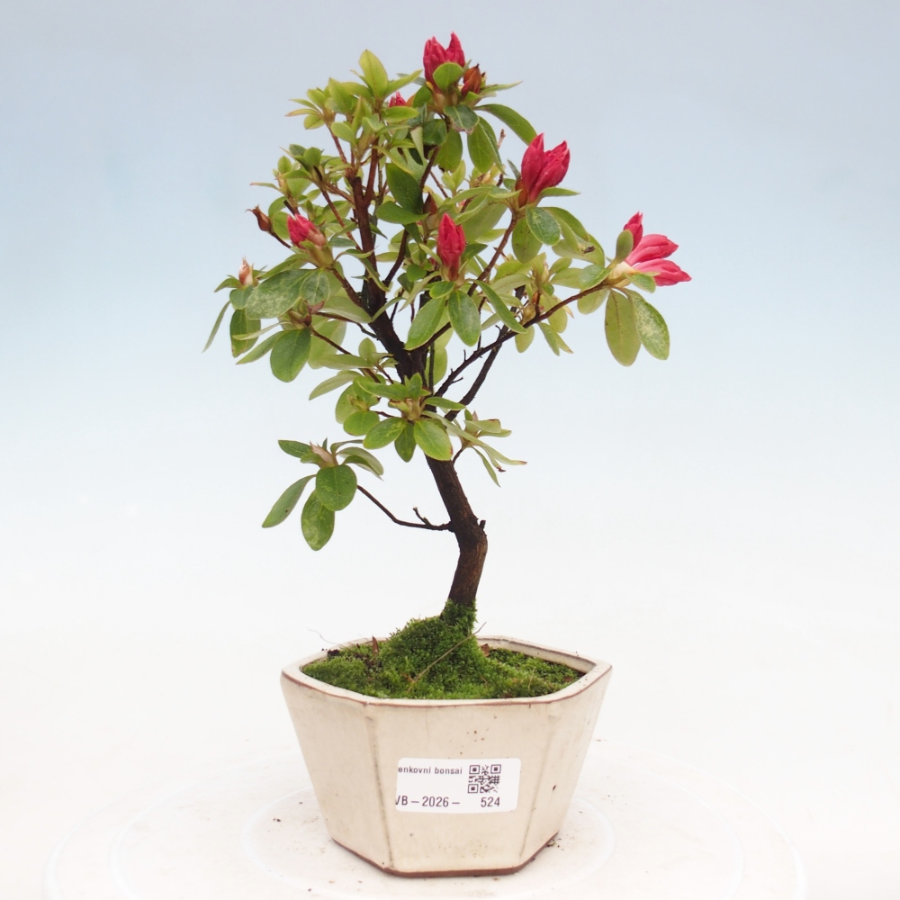 Bonsai für draußen - Japanische Azalee - Azalea sp.
