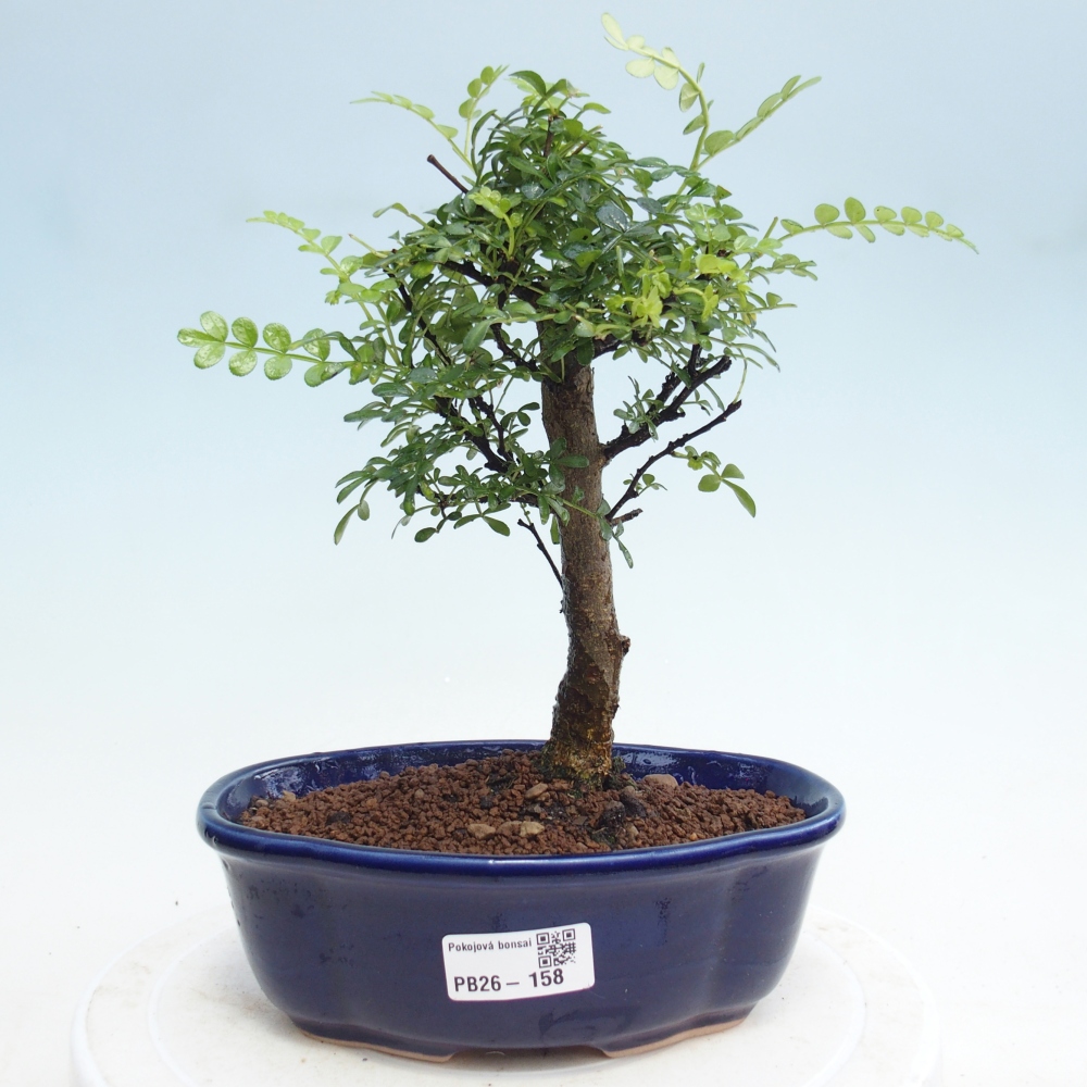 Indoor-Bonsai - Zantoxylum piperitum - Pfefferbaum