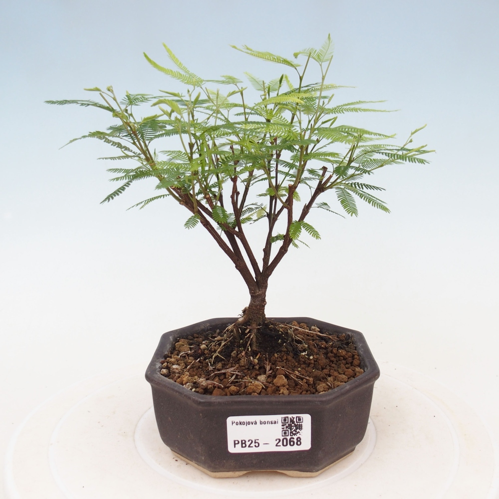 Zimmer Bonsai-Calliandra surinamensis Dixie Pink -Kaliandra von Suria
