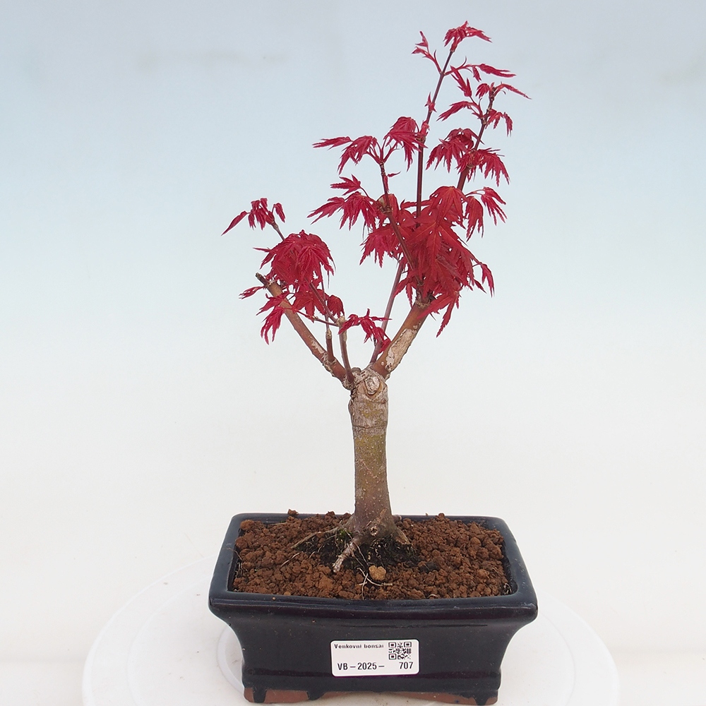 Outdoor bonsai - dlanitolistý klon - Acer palmatum DESHOJO