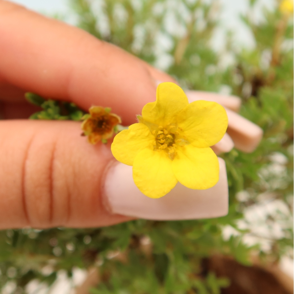 Bonsai für den Außenbereich – Strauch-Fingerkraut – Potentilla fruticosa „Goldkissen“