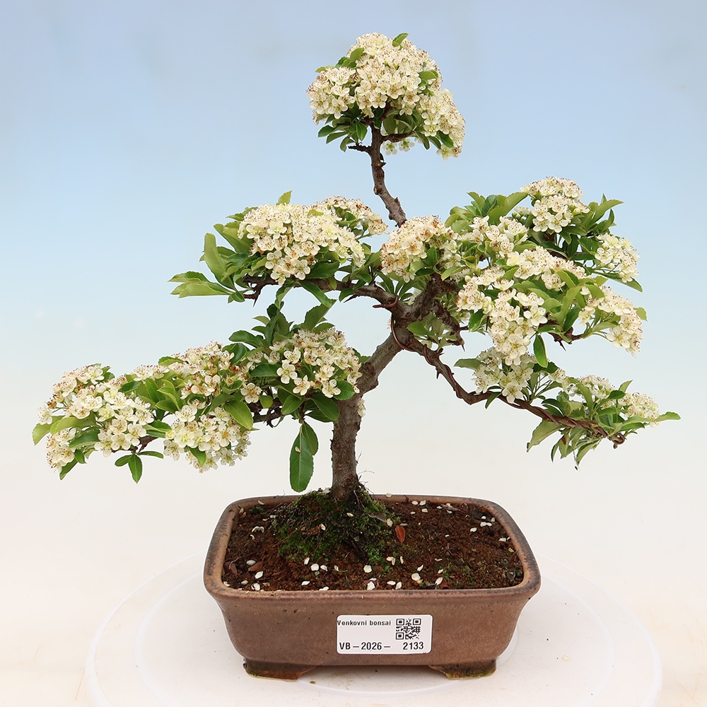 Bonsai für den Außenbereich – Pyracantha teton – Feuerdorn