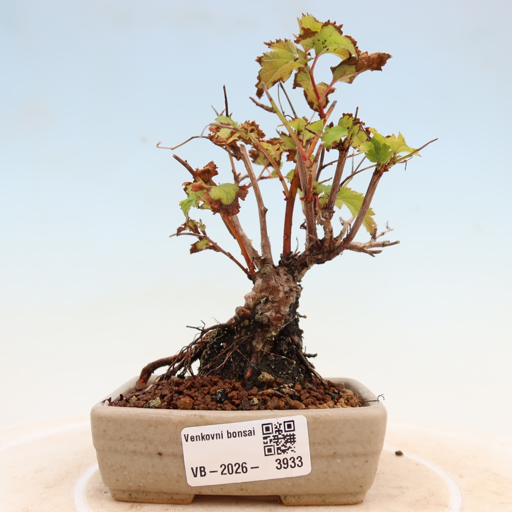 Bonsai für den Außenbereich – Stephanandra incisa – Gebogene Stephanandra