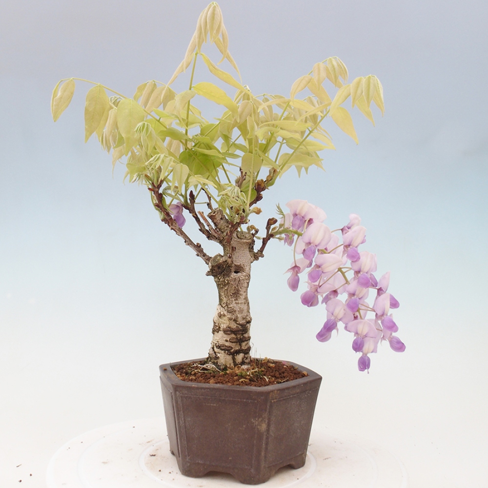 Bonsai im Freien - Wisteria floribunda - Wisteria floribunda