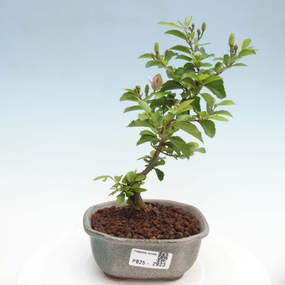 Zimmerbonsai - Grewia occidentalis - Lavendelstern