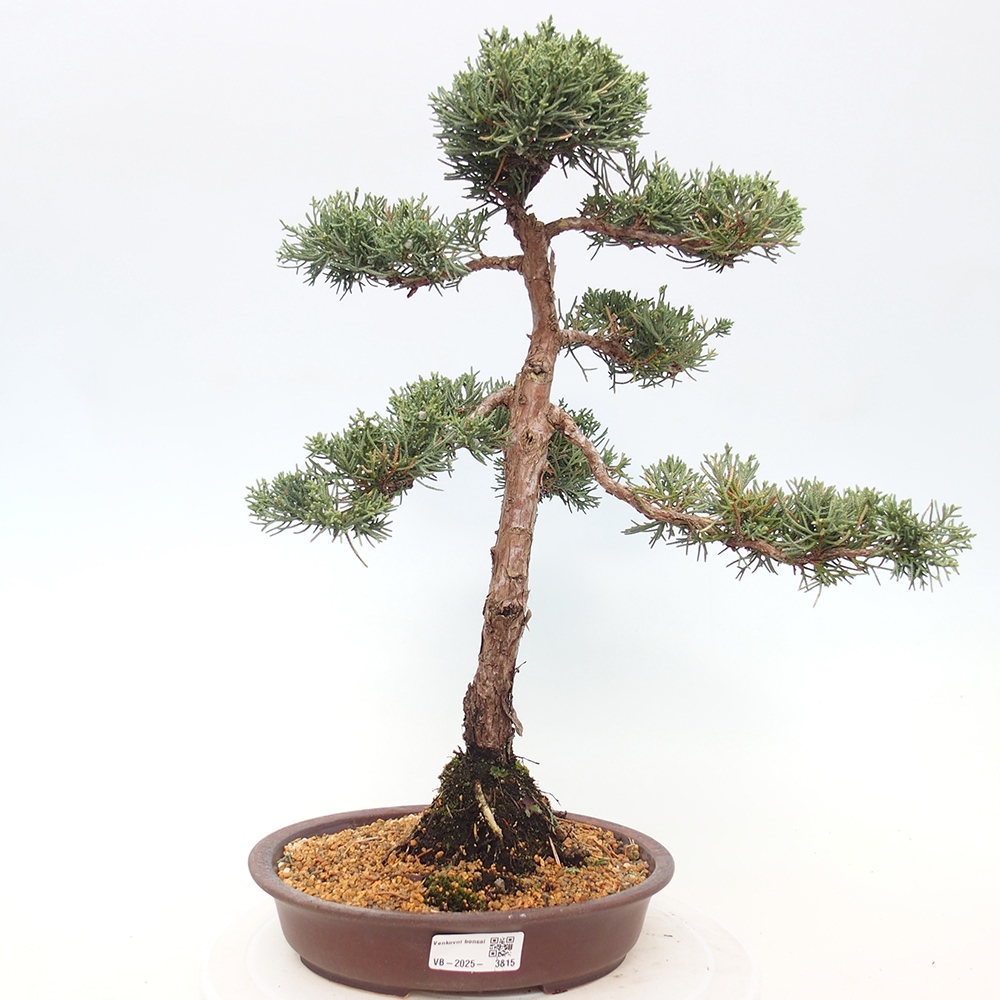 Outdoor-Bonsai - Juniperus chinensis Kishu - Chinesischer Wacholder