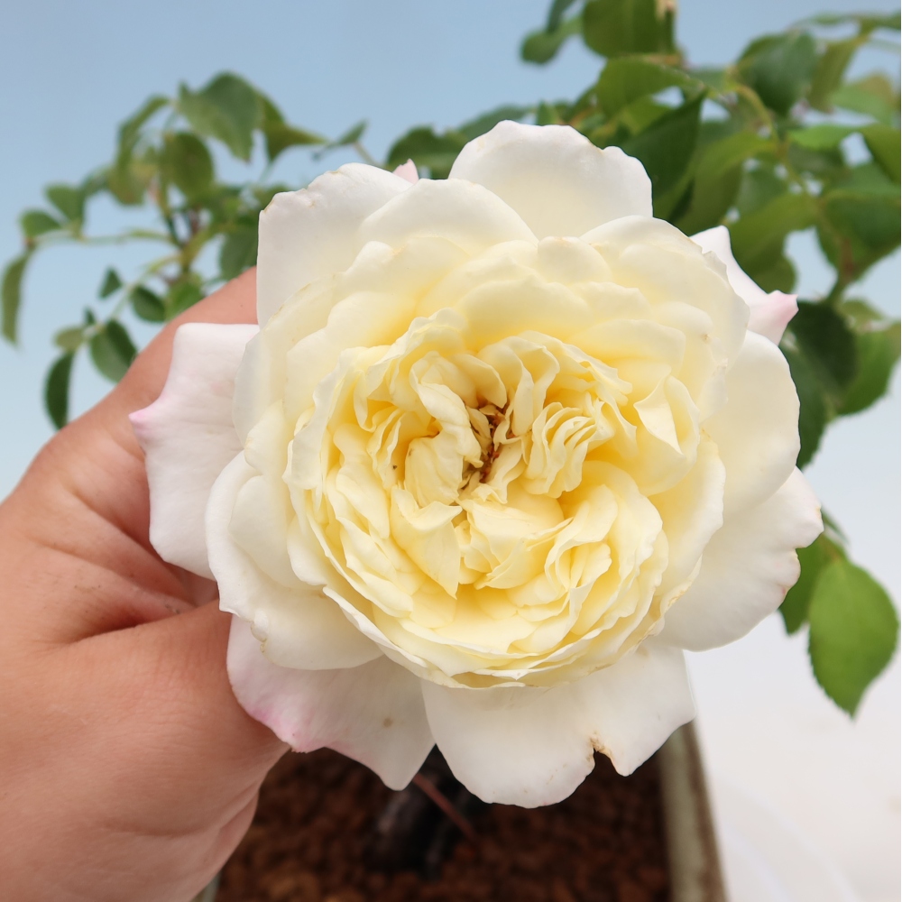 Bonsai für draußen - Rosa Kordes - Rose