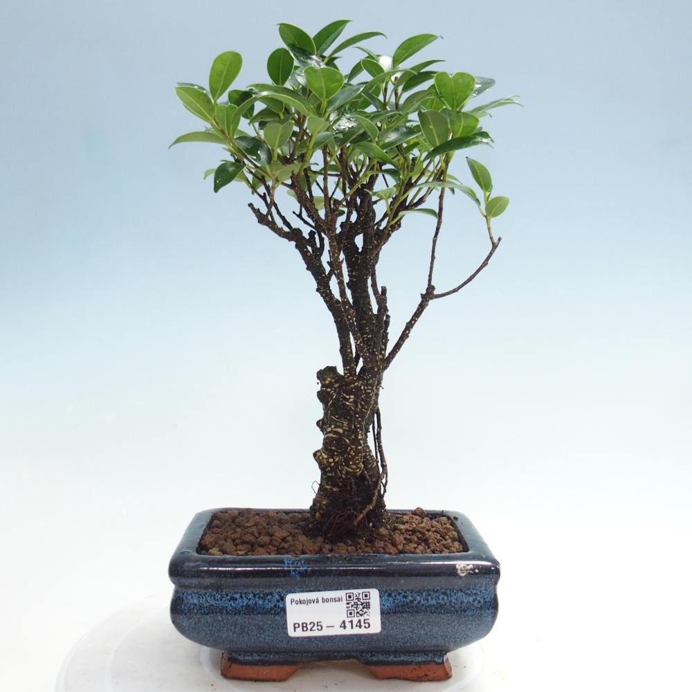 Zimmerbonsai - Ficus retusa - kleinblättriger Ficus